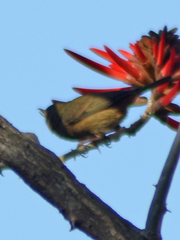 Diglossa baritula