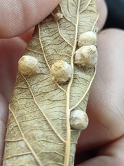Pachypsylla celtidismamma