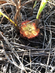 Drosera aliciae