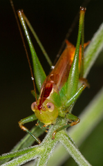 Conocephalus brevipennis