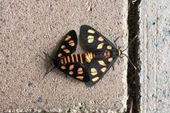 Amata trigonophora