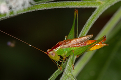 Conocephalus brevipennis