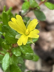 Hibbertia empetrifolia