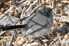 Polioptila melanura