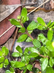 Hibbertia empetrifolia