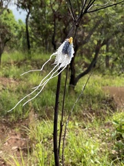 Cerogenes auricoma