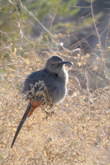 Toxostoma crissale