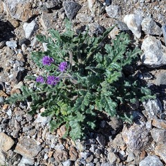 Phacelia crenulata ambigua