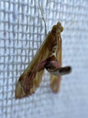 Agathodes ostentalis