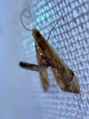 Agathodes ostentalis