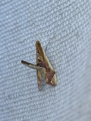 Agathodes ostentalis