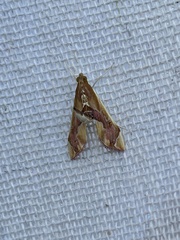 Agathodes ostentalis