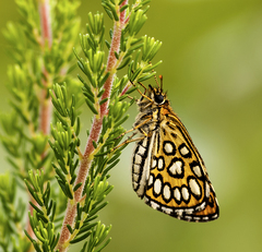 Heteropterus morpheus