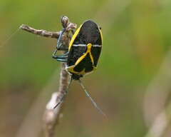 Commius elegans