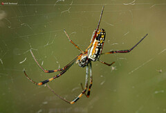 Trichonephila senegalensis annulata
