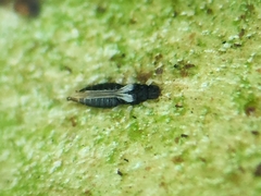 Heliothripidae