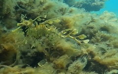 Phycodurus eques
