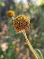 Helenium puberulum