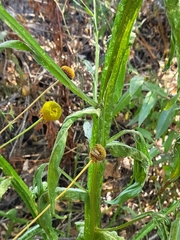 Helenium puberulum