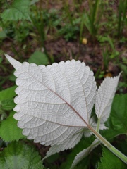 Boehmeria nivea