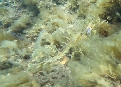 Phycodurus eques