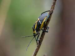 Commius elegans