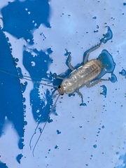 Periplaneta australasiae