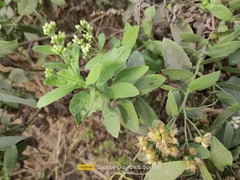 Pluchea indica