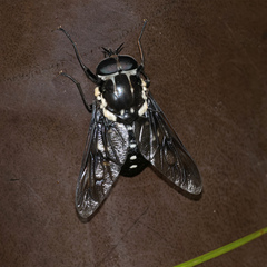 Triclista guttata