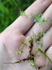 Callitriche cophocarpa