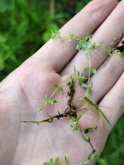 Callitriche cophocarpa