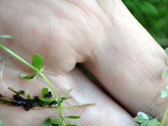 Callitriche cophocarpa