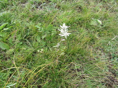 Leontopodium ochroleucum