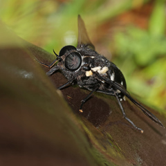 Triclista guttata