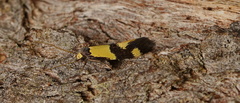 Opogona comptella