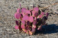 Opuntia santa-rita
