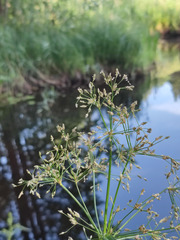 Scirpus radicans