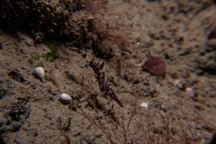 Heptacarpus kincaidi