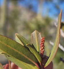 Pleradenophora bilocularis