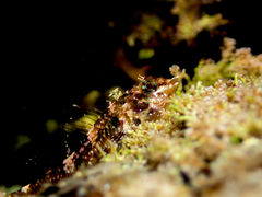 Enneapterygius atrogulare
