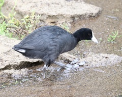 Fulica alai