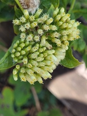 Microglossa pyrifolia