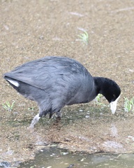 Fulica alai