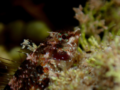 Enneapterygius atrogulare