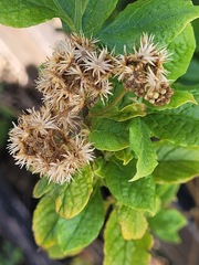 Microglossa pyrifolia