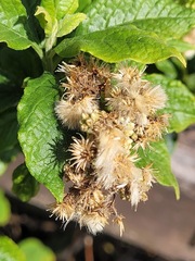 Microglossa pyrifolia