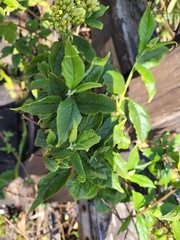 Microglossa pyrifolia