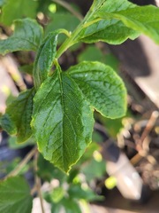 Microglossa pyrifolia