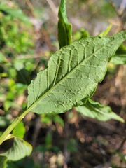 Microglossa pyrifolia
