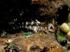 Parablennius intermedius